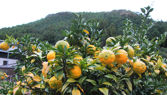 県下一のゆずの生産地だから